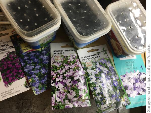 Посев лобелий