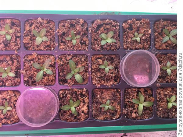 Низкорослые эустомы декабрьского посева