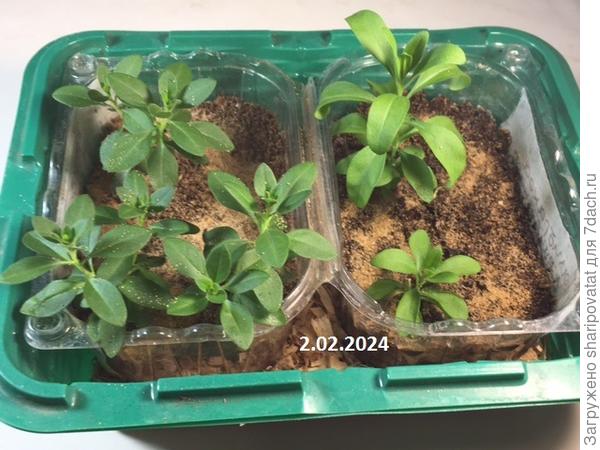 Через два месяца черенки калибрахоа активно пошли в рост.