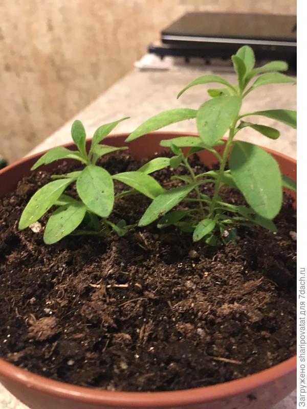 Для сравнения – прошлогодние после пересадки в середине февраля.