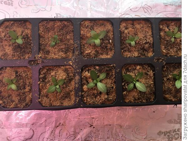 Высокорослые того же посева