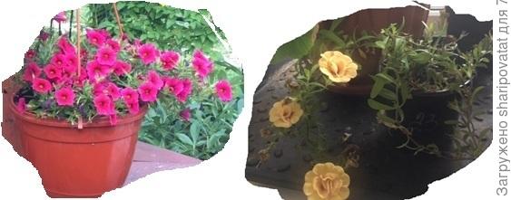 Отобранные на сохранение калибрахоа.