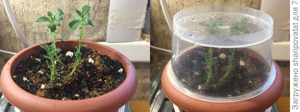 Черенки на вторичном укоренении в обычном рассадном грунте, предварительно пролитом с марганцовкой. Перед накрытием колпаком еще и верхушки прищипнула.