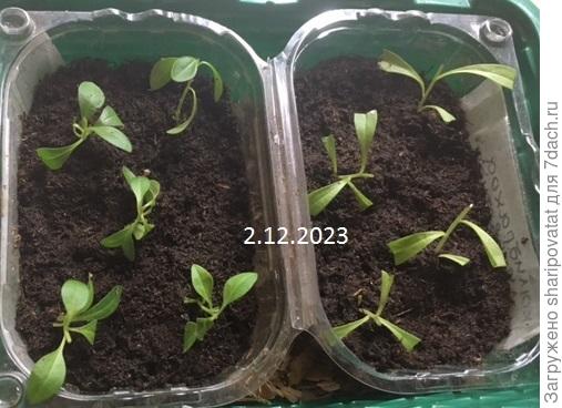 Слева – черенки красной, справа – махровой желтой.