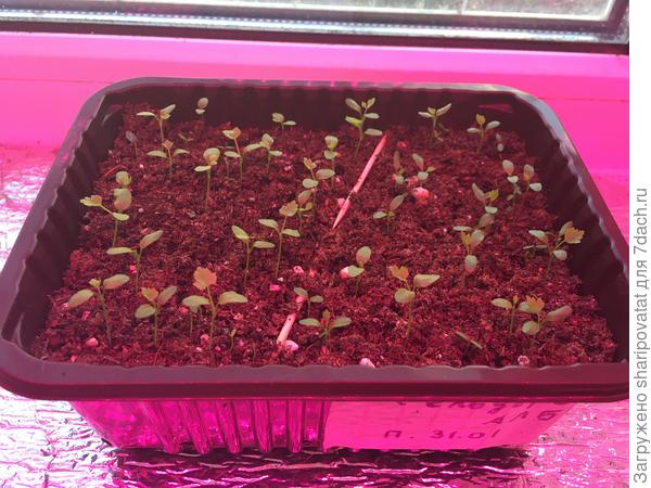 Появляются настоящие листочки