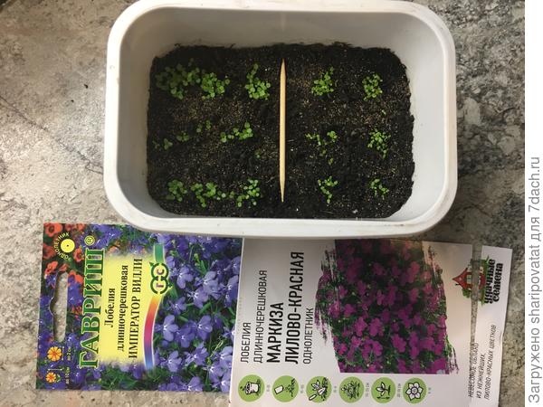 Букетный посев лобелии сводит почти на нет преимущества посева гранулированных