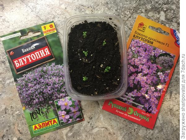 Всходы бакопы разных производителей (новые семена и остатки прошлогодних): сколько гранул посеяно, столько «букетиков» дружно и взошли.