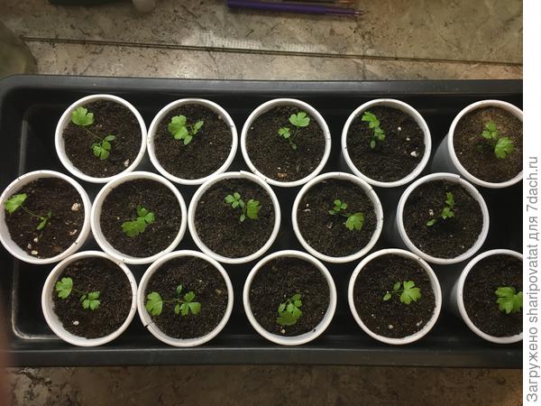 Корневой сельдерей Албин