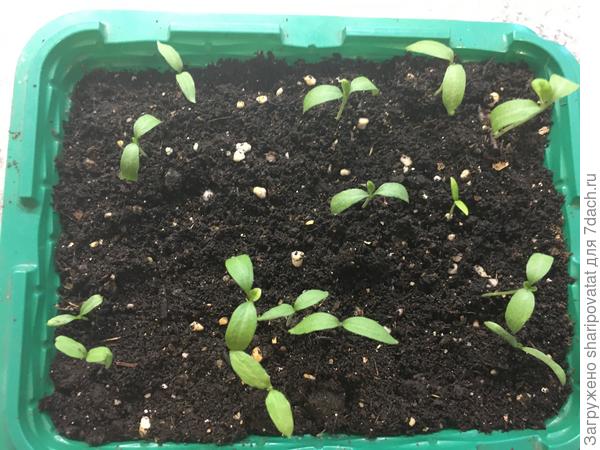 26 февраля: перевертыши продолжают всходить.