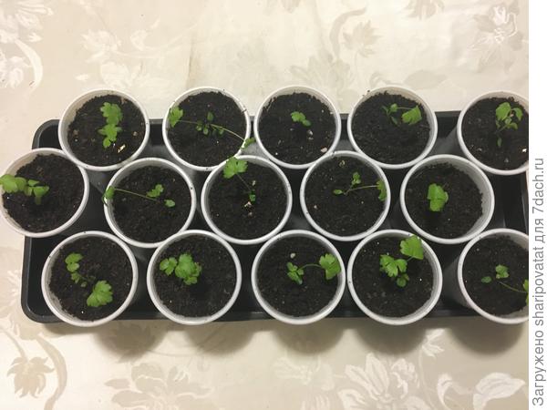 Черешковый сельдерей Супергринн