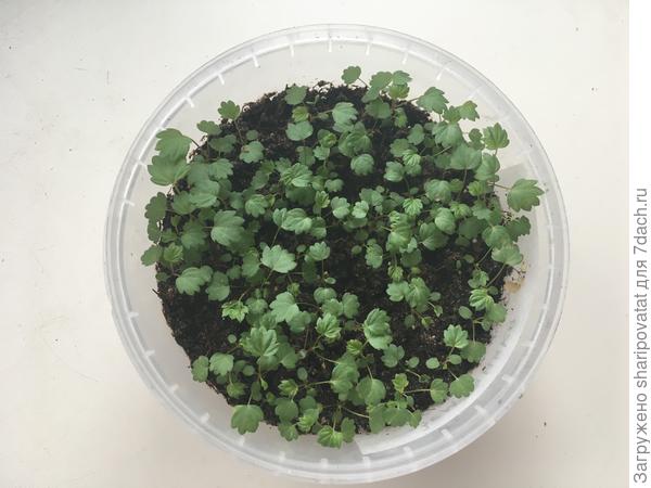 Желтое чудо перед пикировкой