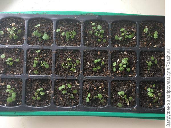 После пикировки