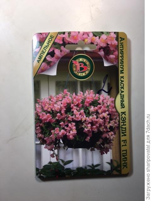 Ищу альтернативу ампельным петунии и лобелии