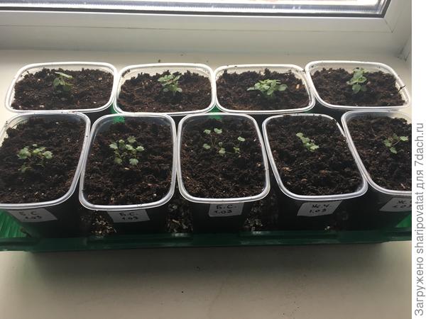 Пересаженная в большие контейнера земляника (первый ряд) в поддоне с каскадным антирриниумом (второй ряд)