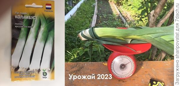 Любимчик с прошлого года – порей Коламбус