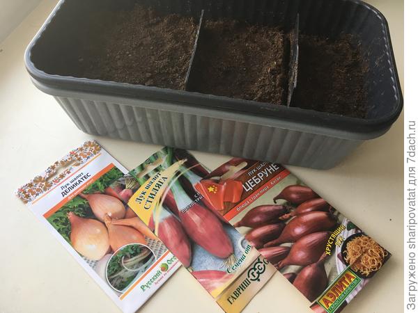 Разные сорта шалота. Посев 6.03.2024: щедрой россыпью по бороздкам (с учетом никудышней прошлогодней всхожести)