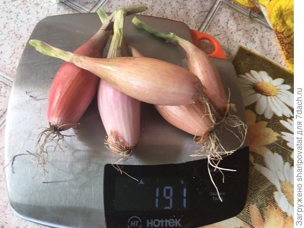 Архискромный урожай прошлого сезона. Но достоинства капризного Стиляги стоят того, чтобы с ним повозиться еще раз