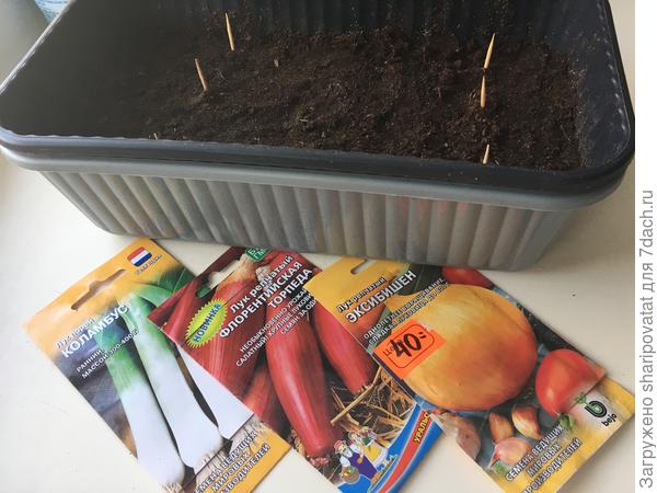 Луковый эксклюзив. Посев по народной «классике» 5.03.2024