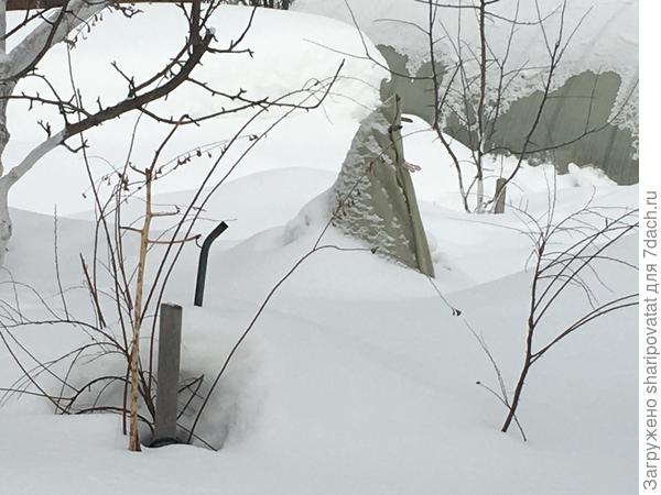 Все завалено снегом! В центре, укрытая на зимовку, декоративная ель высотой 140 см.