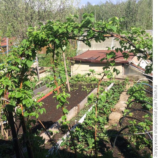 На дальнем плане подвал, который с прошлого сезона без правой боковой пристройки