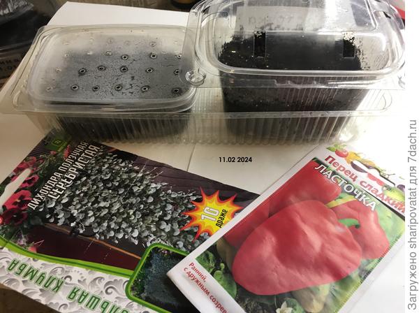 Повторный посев в грунт в лоток (слева)