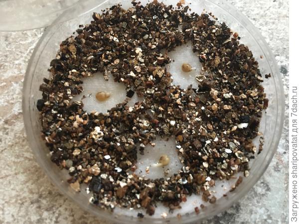 16 марта: все семена проклюнулись и начали прорастать через сутки!