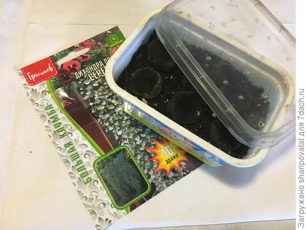 Дихондра первого посева "на передержке"