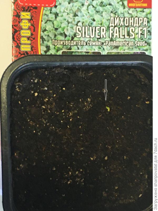 20 марта: первый проросток. После всхода к нему подсыпан легкий грунт поверх вермикулита.