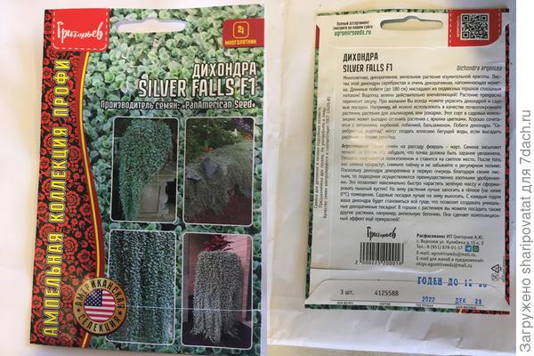 Гибрид дихондры серебристой, который в конце года не могла найти