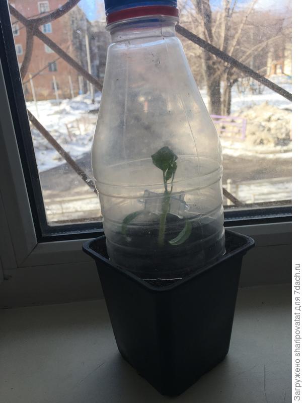 29 марта: прививка баклажана на томат в расщеп...