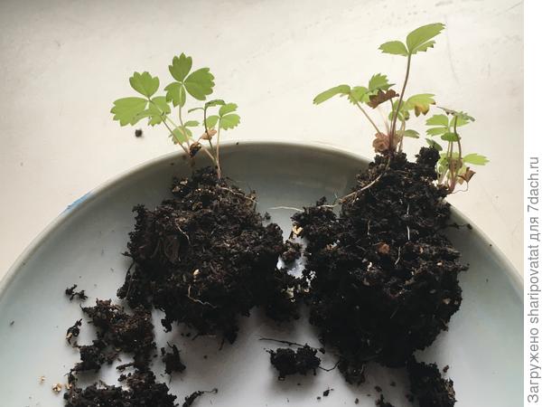 8 апреля: состояние корневой системы мелкоплодной земляники