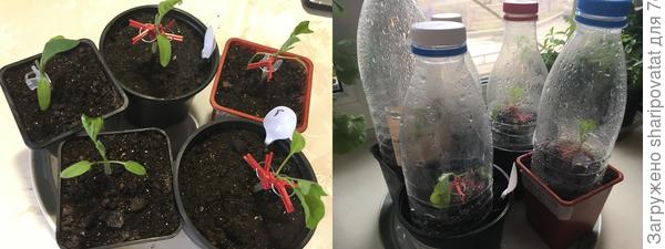 13 апреля. Пробные прививки баклажанов на томаты-индеты