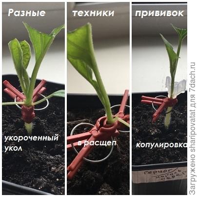 17 апреля.  Новые прививки "условно совместимых" подвоев и привоев