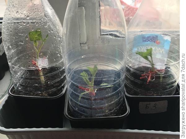 Бутылочные парнички с крышками в помощь!