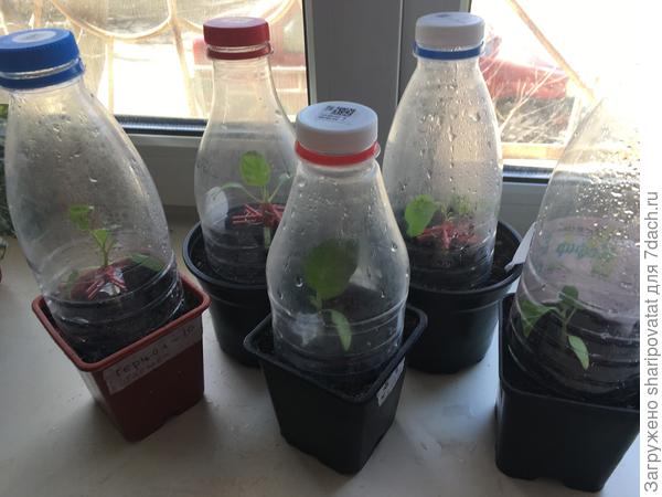 Три дня спустя: даже робкая надежда на успех окрыляет