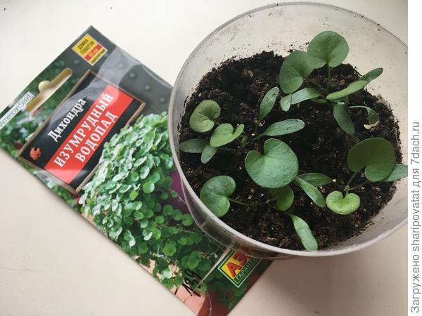 Дружные всхлды (из 3 гранул 6 растений) и быстрый рост.