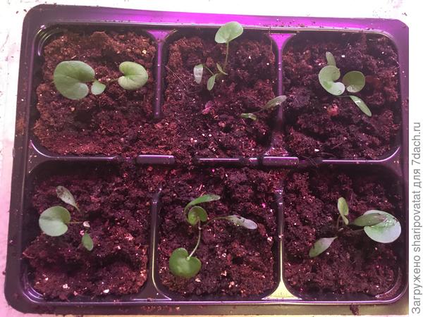 "Изумрудный водопад" после пикировки/пересадки