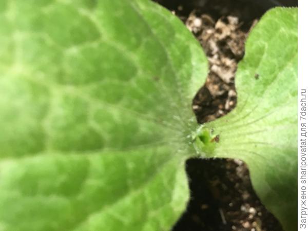 Аккуратно прокалываю зубочисткой ствол тыквы между семядолями, затем очень аккуратно расширяю прокол шпажкой