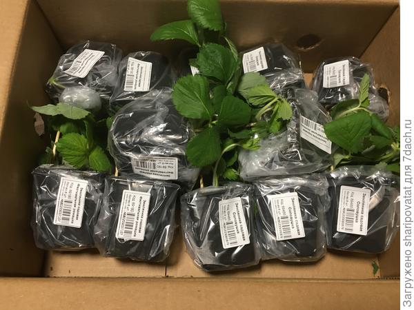 Земляника садовая Фестивальная ромашка и Соловушка, упакованные для пересылки