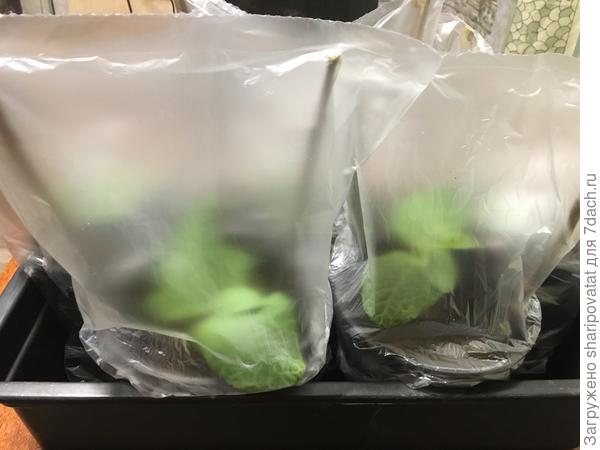 Прививки на срастании в щадящих условиях