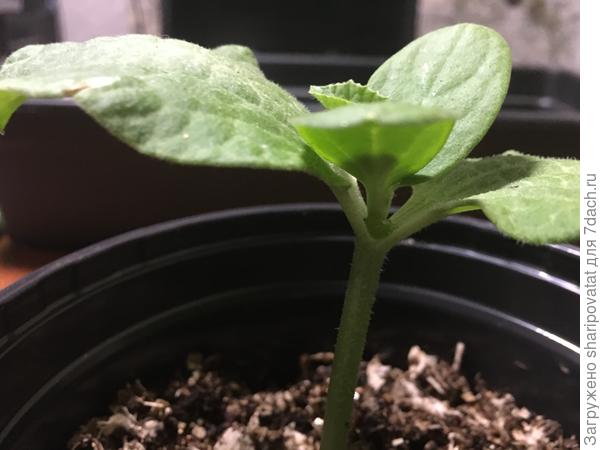 Вставляю подготовленный стебель дыни в отверстие между семядолями тыквы до упора