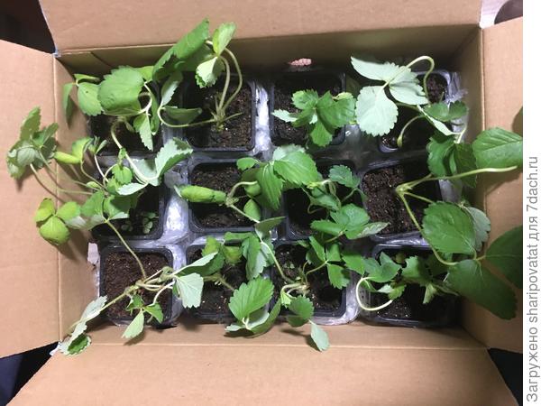 Распакованная земляника. Обрезала несколько листиков с какими-то крапинками.