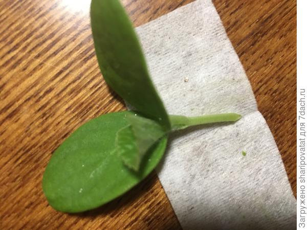 Срезаю привой дыни и слегка заостряю конец стебля