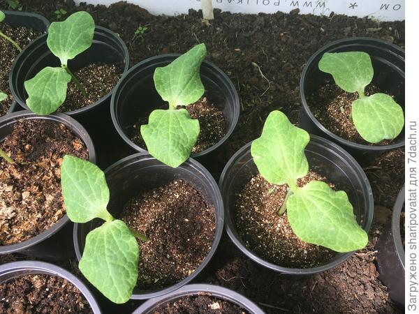 Подготовленные к прививкам подвои