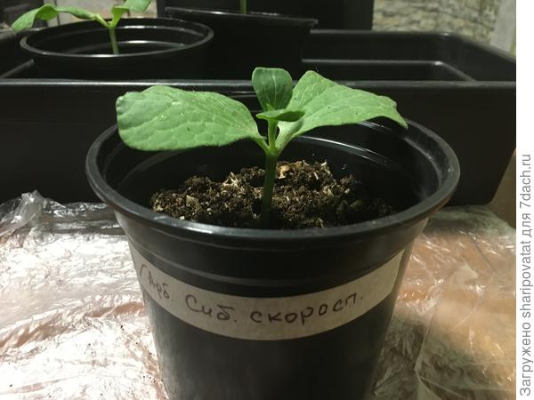 Арбуз Сибирский скороспелый, привитый на фицифолию