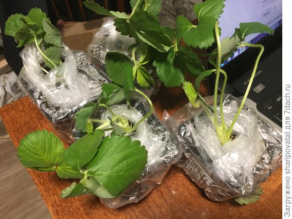 Упаковка рассады