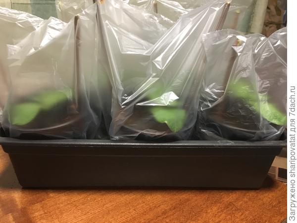 Ещё три прививки