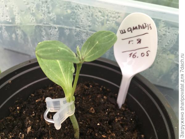 Арбуз Шампань, привитый на лагенарию без одного,случайно удаленного семядольного листика, оказался единственным, никак не отреагировавшим на прививку