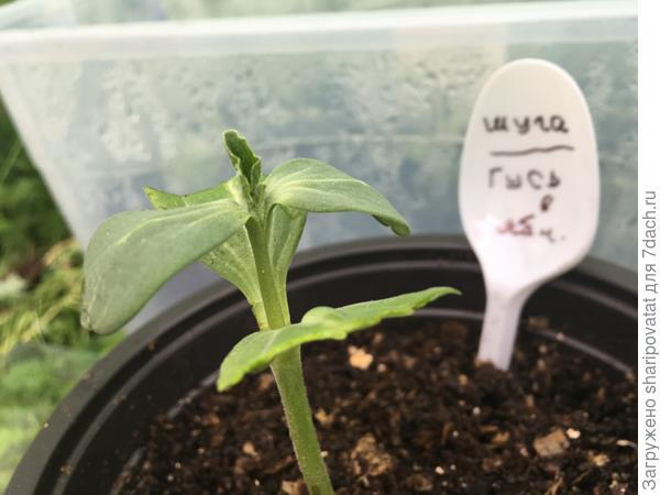 Шуга Бейби, привитый на лагенарию с укороченными семядолями