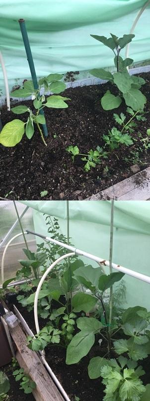 Месяц спустя после высадки в грунт теплицы (середина июня). Соотношение корнесобственных баклажанов и пивитых явно в пользу последних!